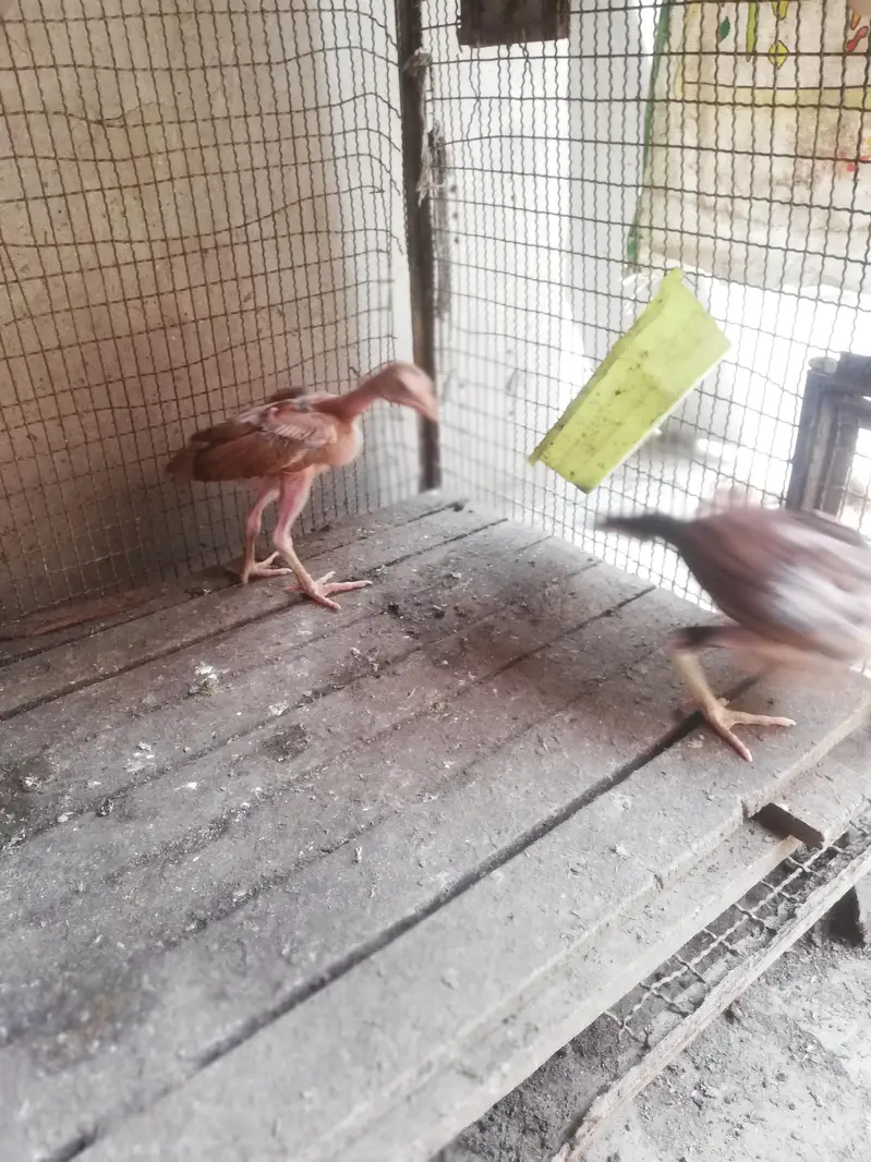 high quality chicks — photo 4