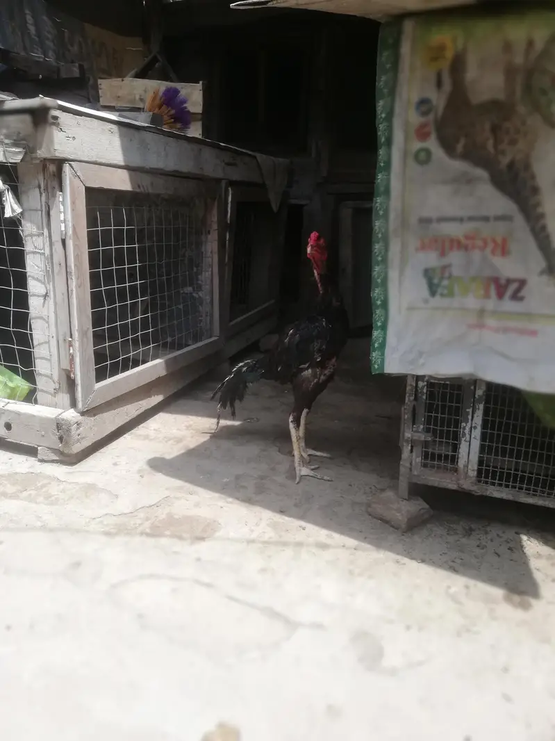 high quality chicks — photo 7