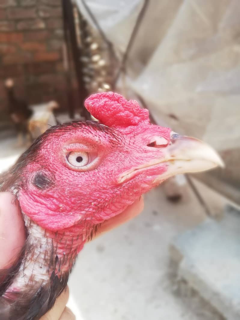 high quality chicks 7