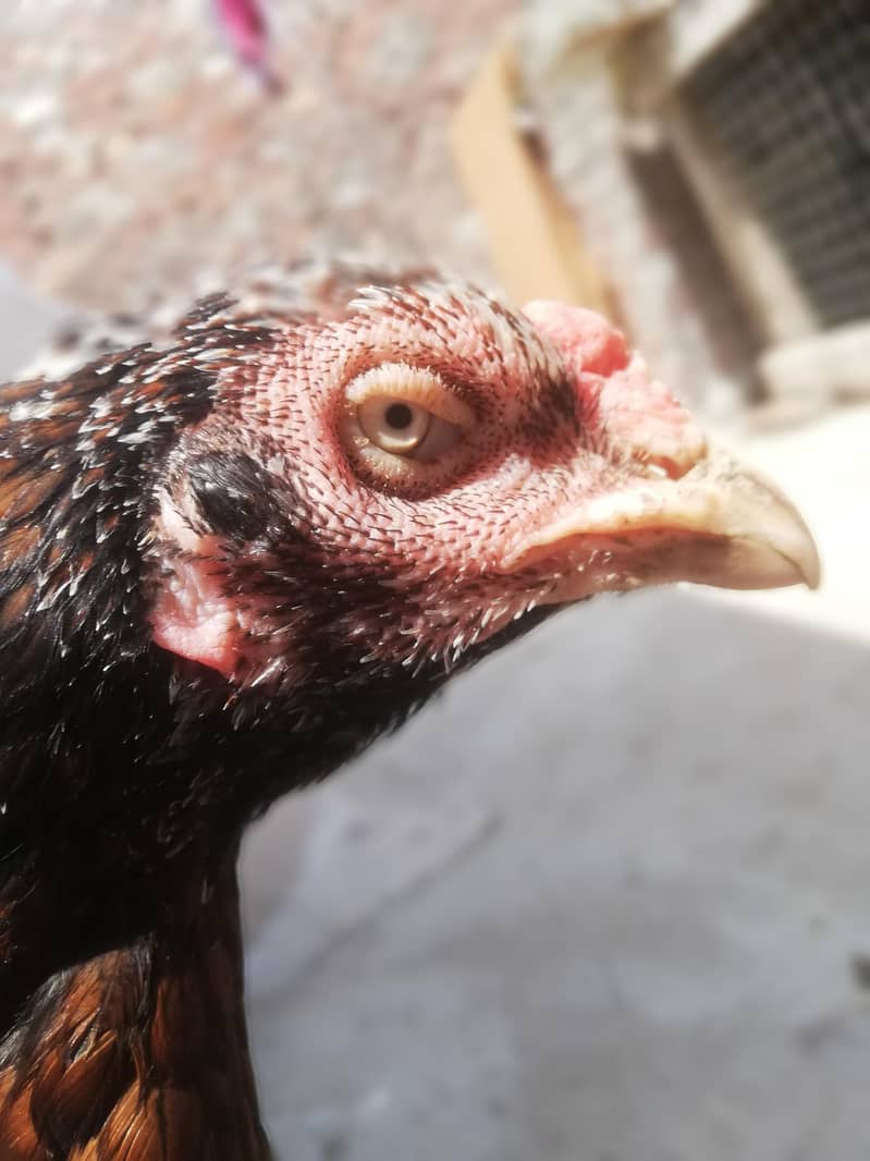 high quality chicks 9
