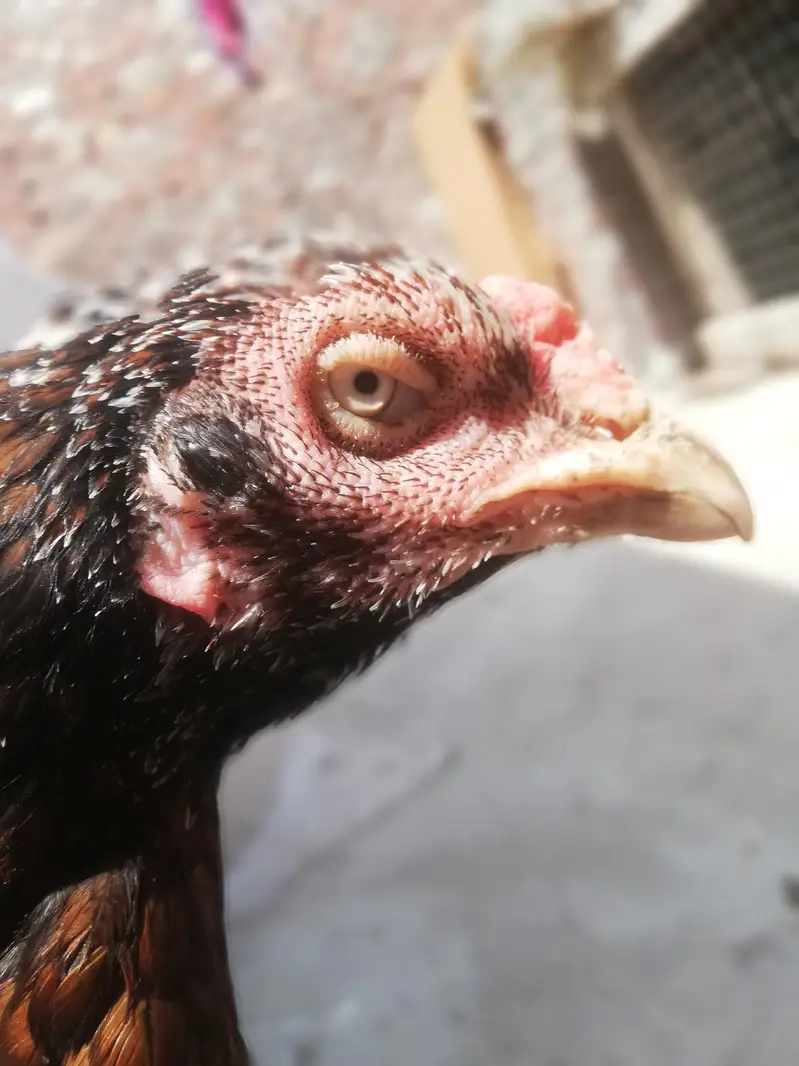 high quality chicks — photo 10