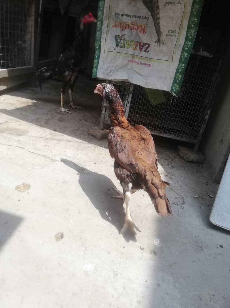 high quality chicks 10