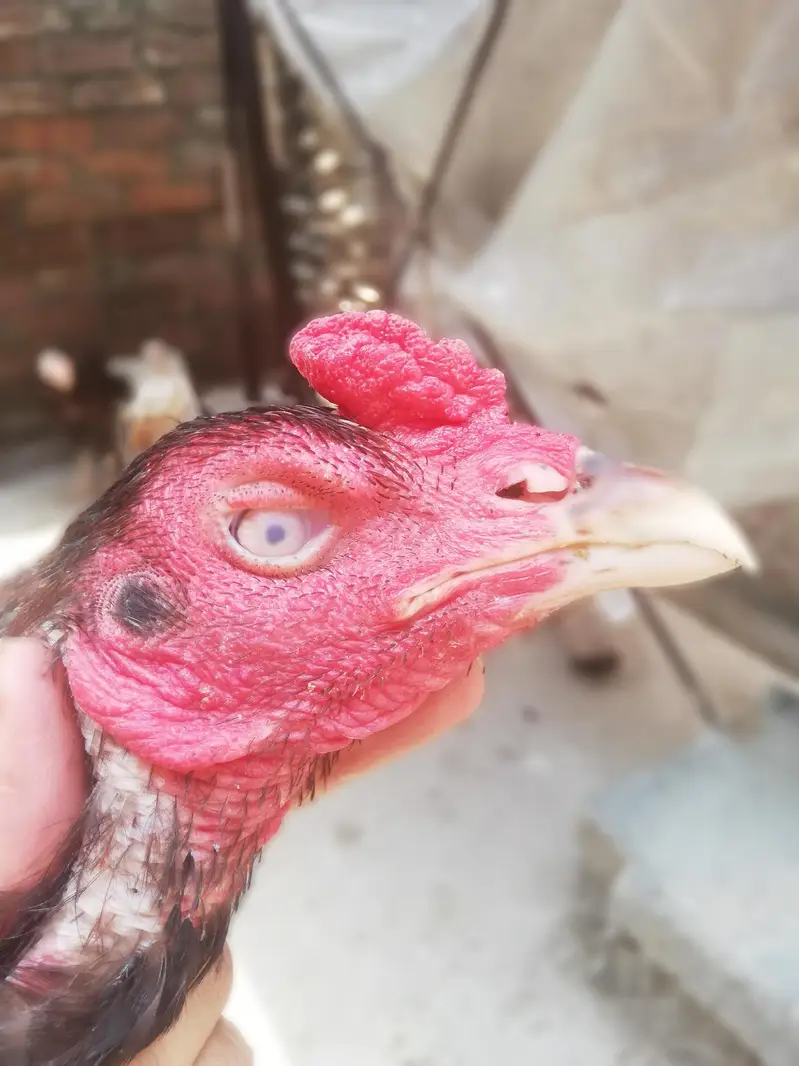 high quality chicks — photo 12