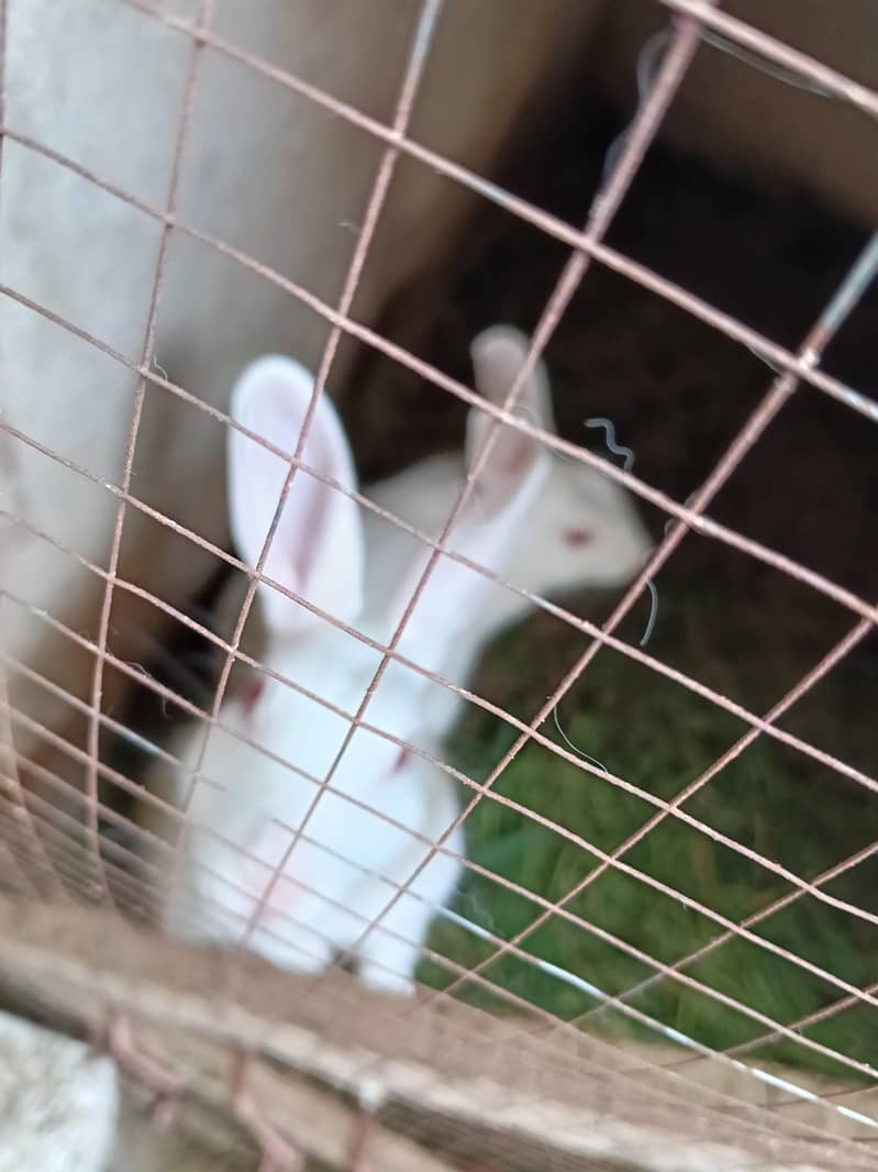 breader rabits 2