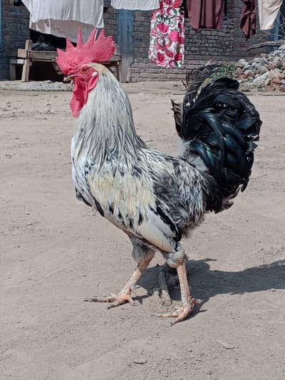 Desi Murgha Available for sale