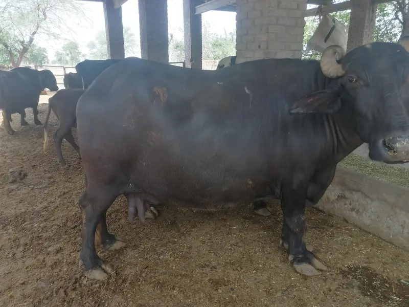 bafflow nili ravi — photo 4