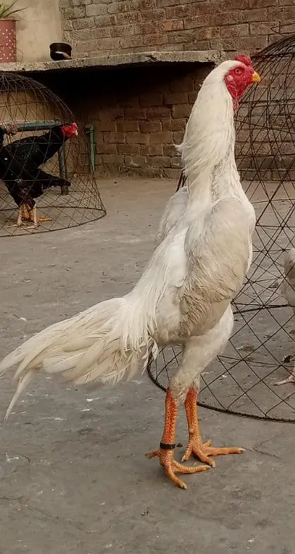 king Shamu breeder pair for sale — photo 4