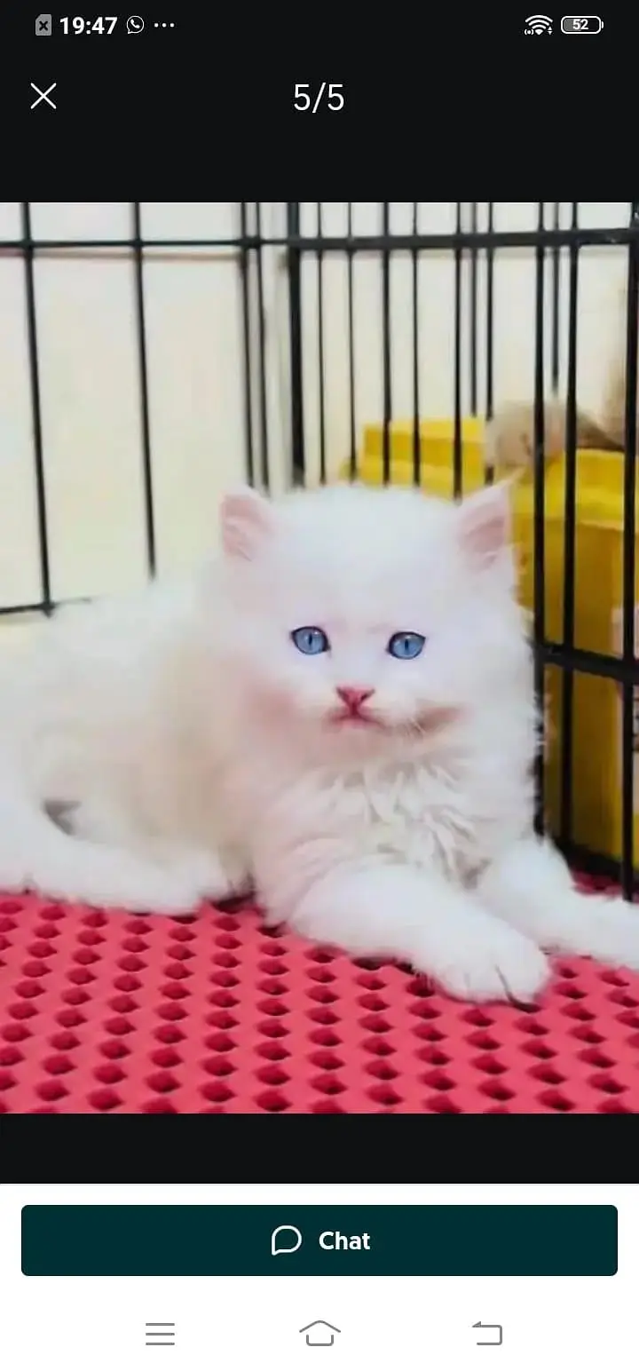 Persian cat for sale male or femaleWhatsApp number32/48/3/16/6/76
