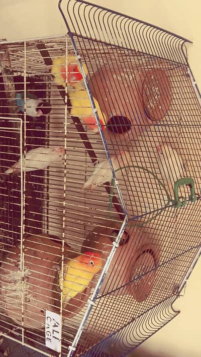 Beautiful love birds 