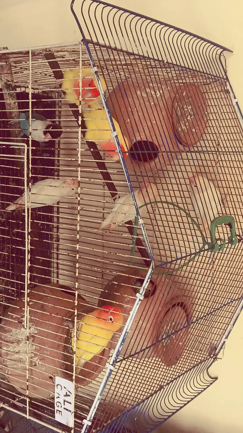 Beautiful love birds 