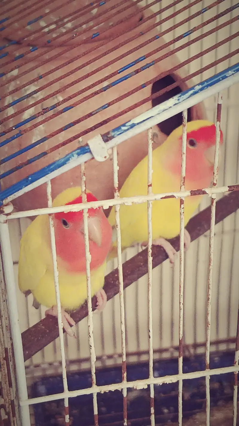 Beautiful love birds  — photo 2