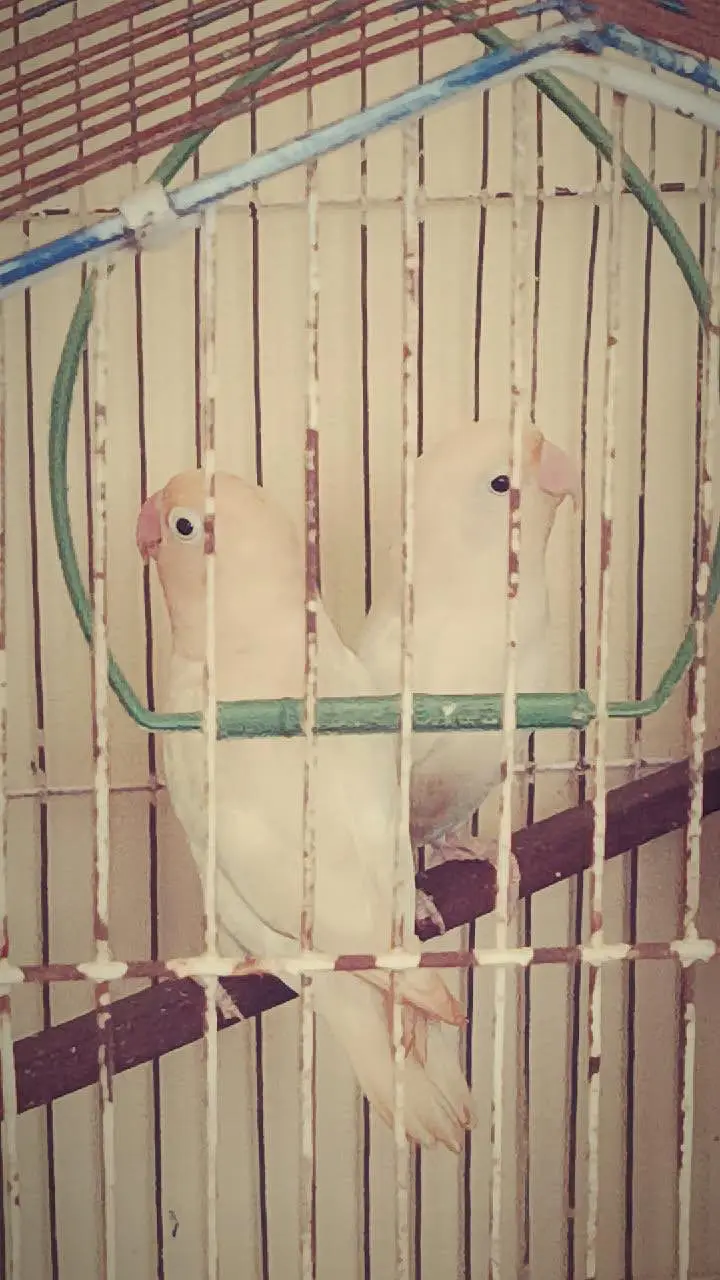 Beautiful love birds  — photo 3