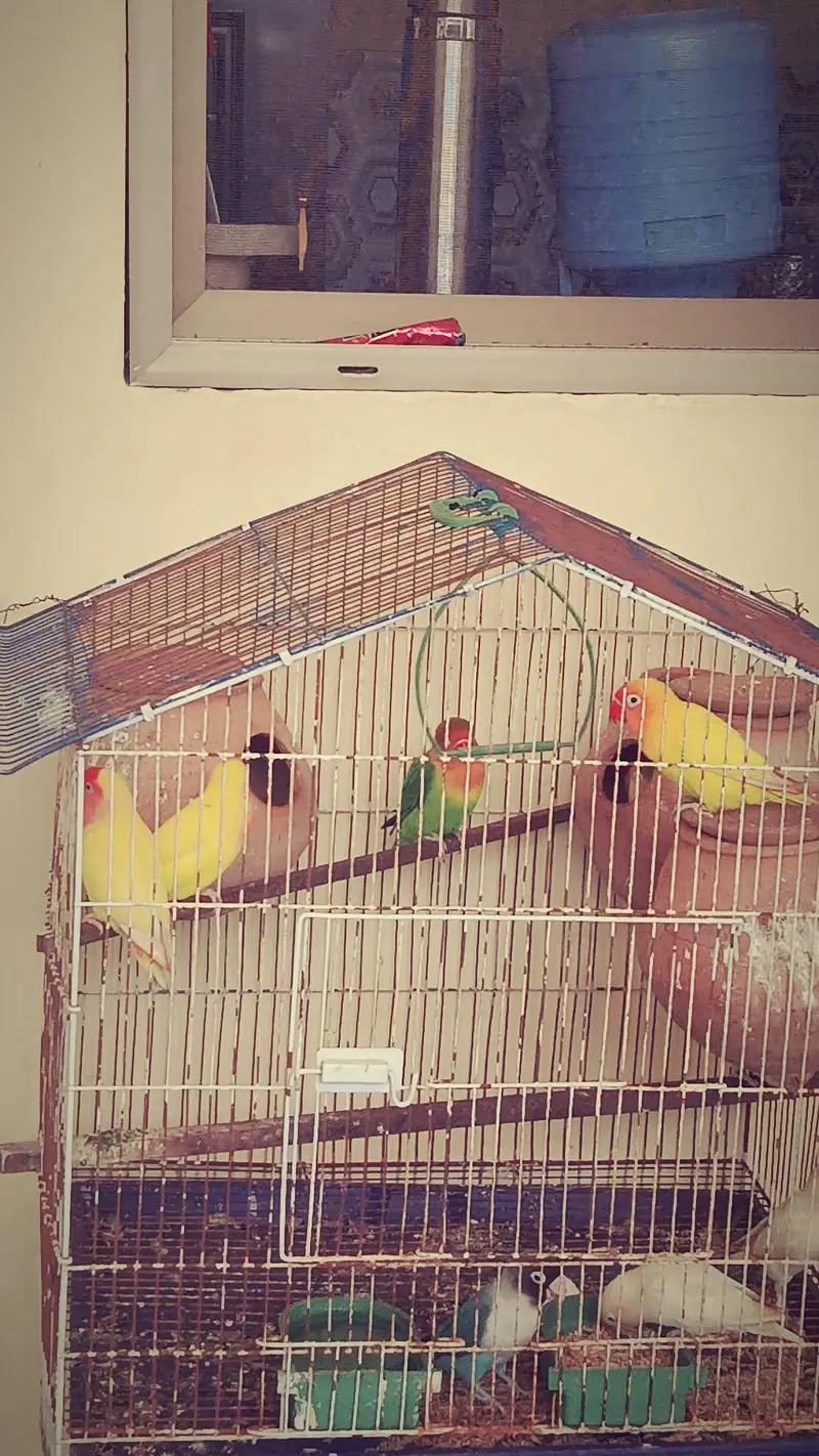 Beautiful love birds  — photo 4