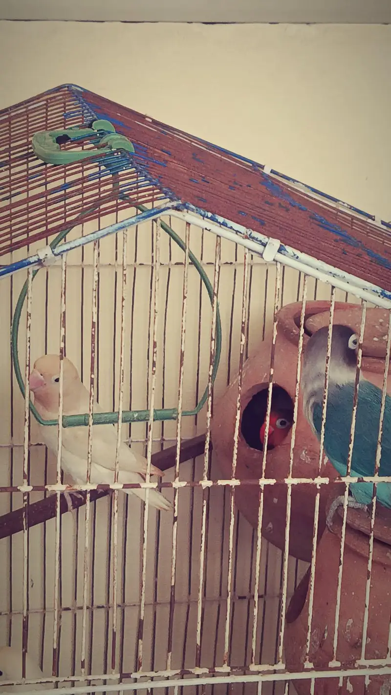 Beautiful love birds  — photo 5