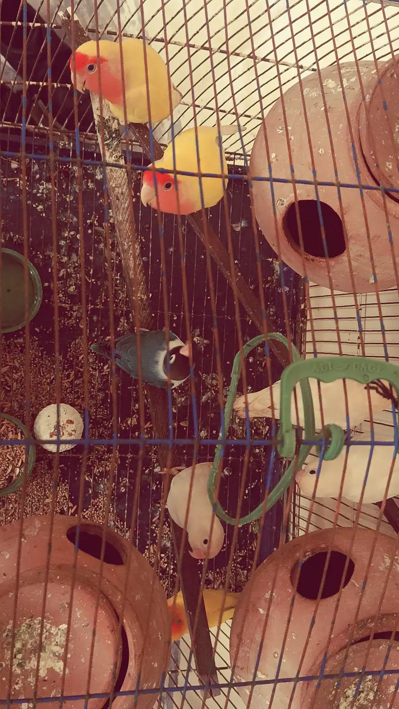Beautiful love birds  — photo 6
