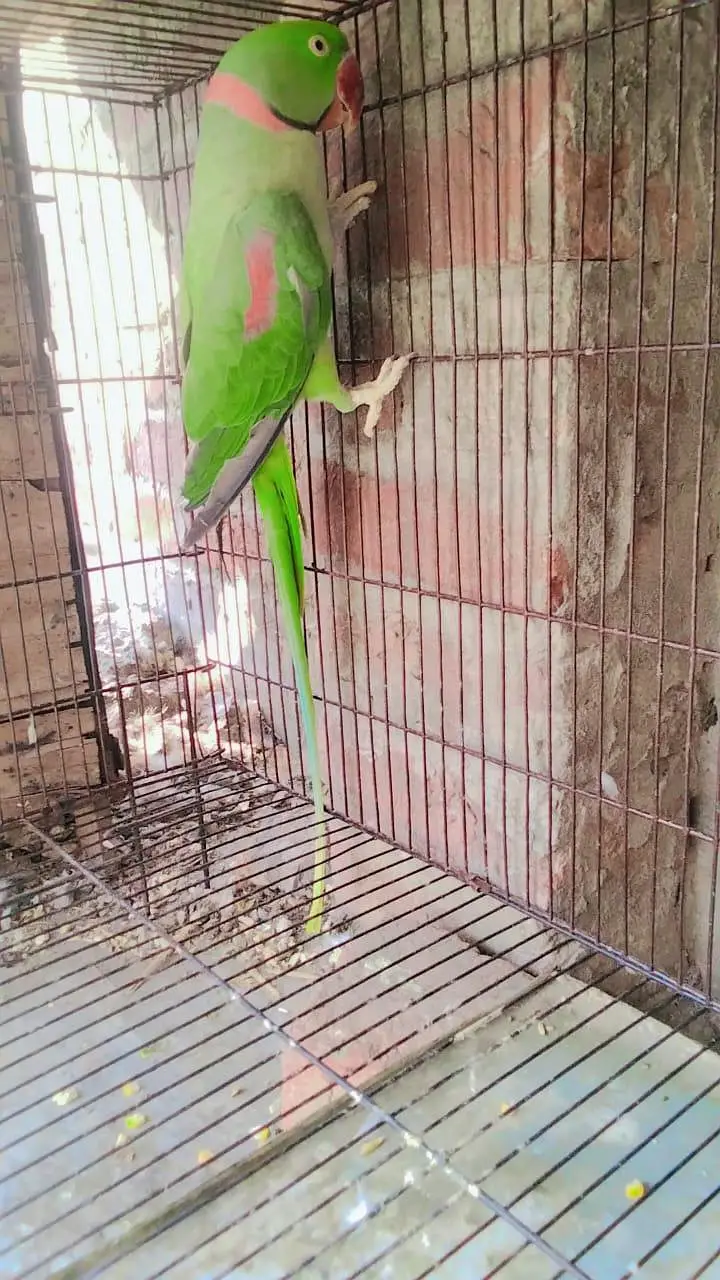 kashmeri raw jora hai berider hain — photo 3