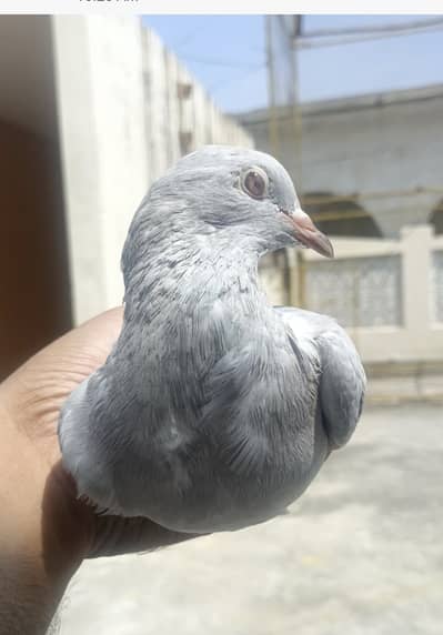 Joro Waly kabotar for sale in wah cantt