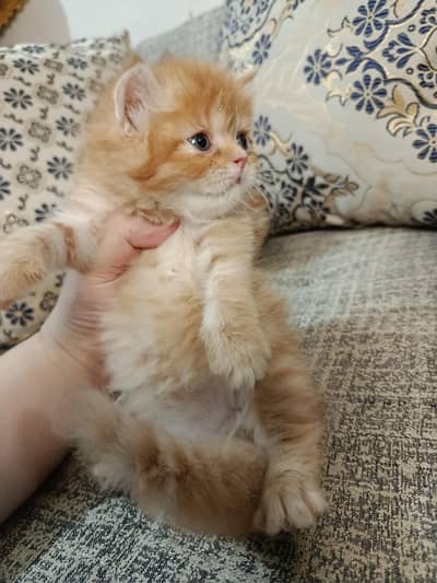 persian female kitten/persian kitten/ginger kitten