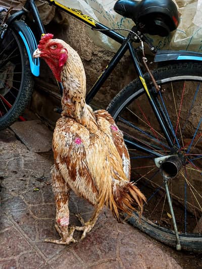 High Quality Aseel Breeder Murgha
