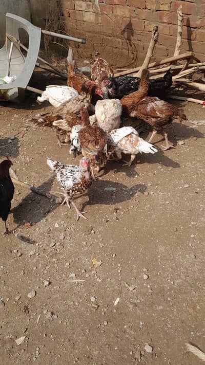 Aseel hens and misri hens