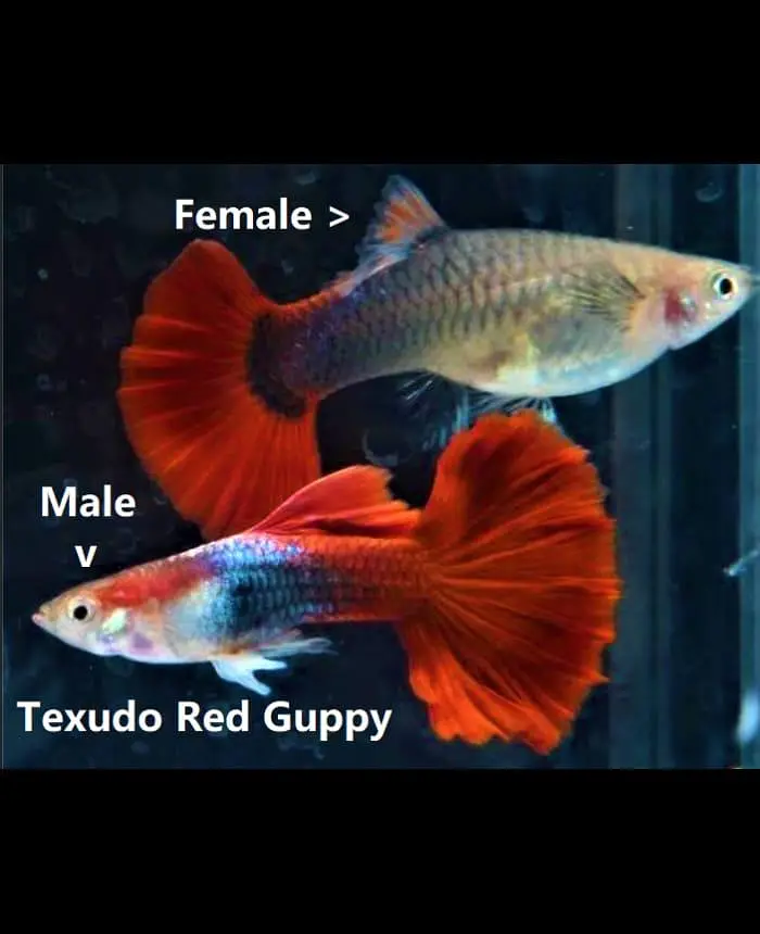Guppy fish available wholesale rate hai urgent sale