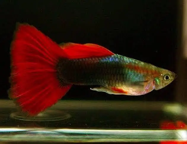 Guppy fish available wholesale rate hai urgent sale — photo 2
