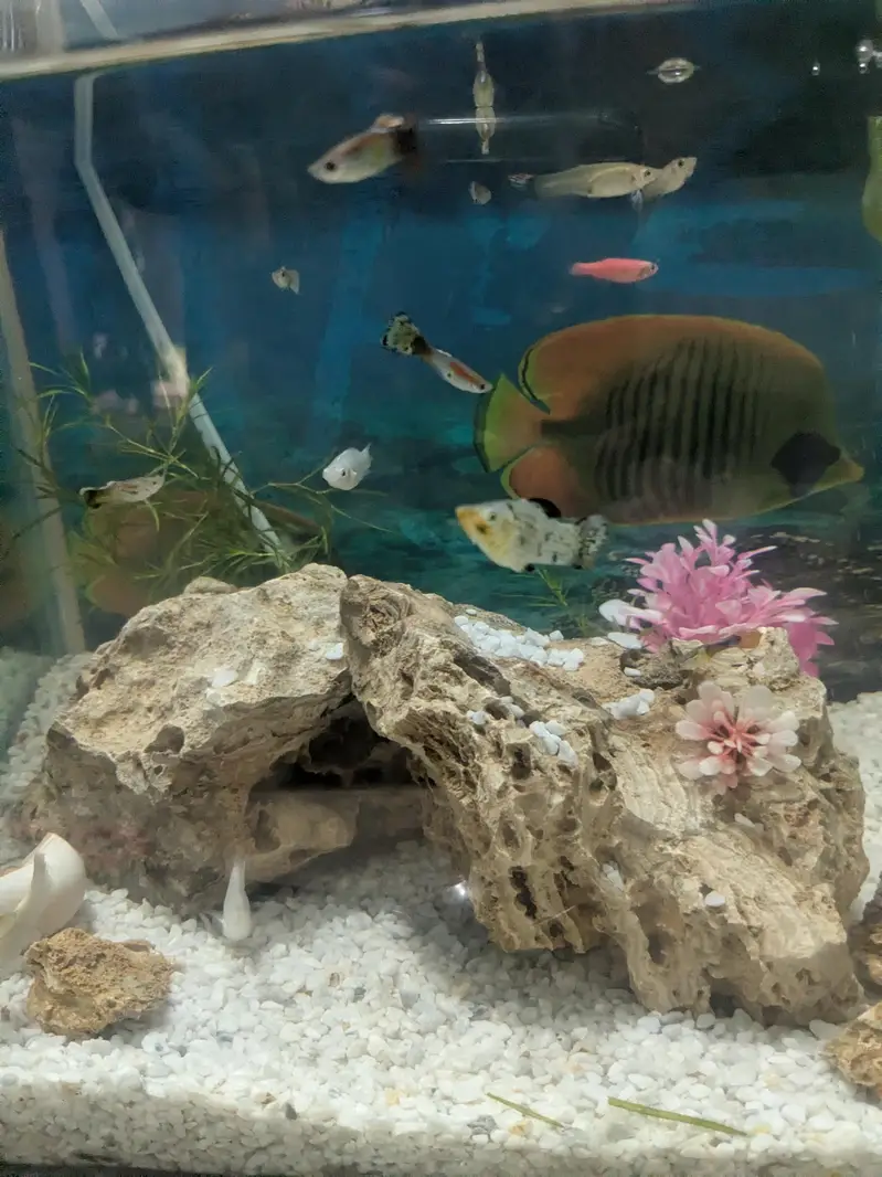 Guppy fish available wholesale rate hai urgent sale — photo 3