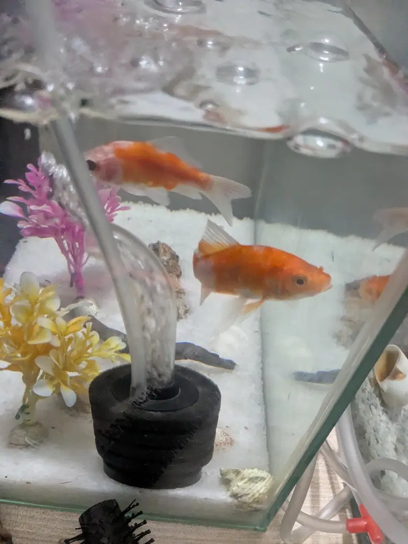 Guppy fish available wholesale rate hai urgent sale — photo 4