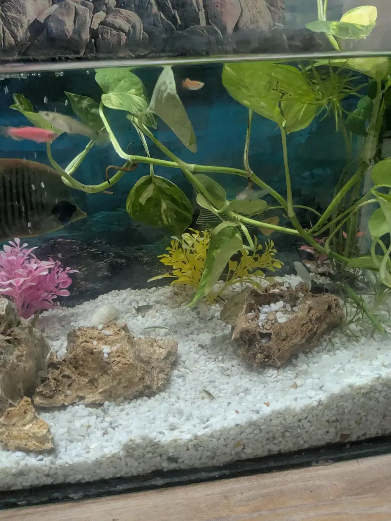 Guppy fish available wholesale rate hai urgent sale — photo 6