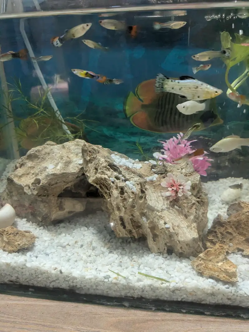 Guppy fish available wholesale rate hai urgent sale — photo 7