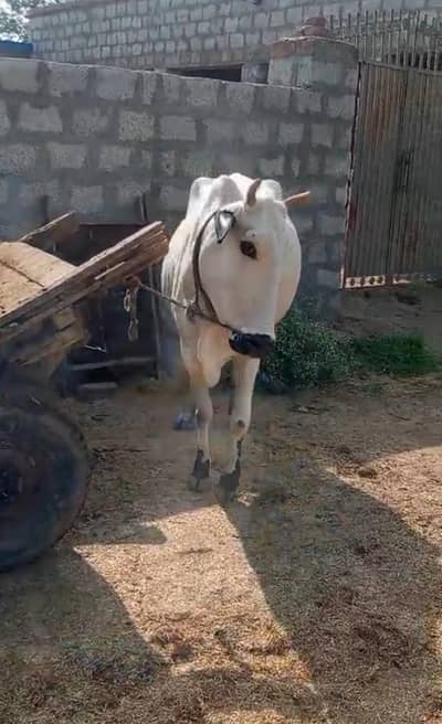 Cow with 1.5 month Pregnant