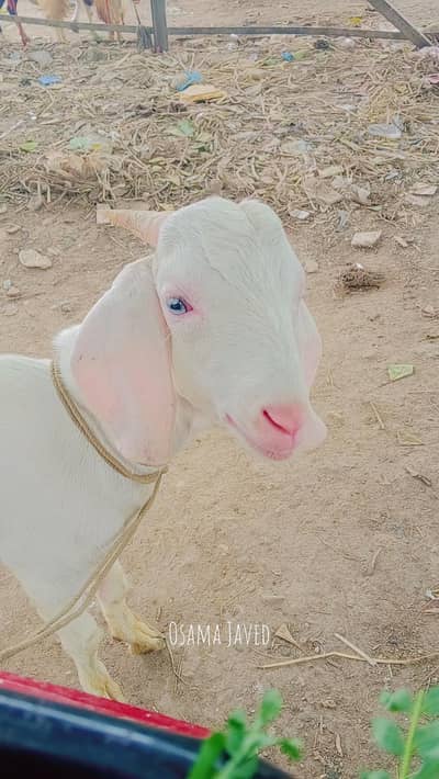 gulabi tapra white eyes ma