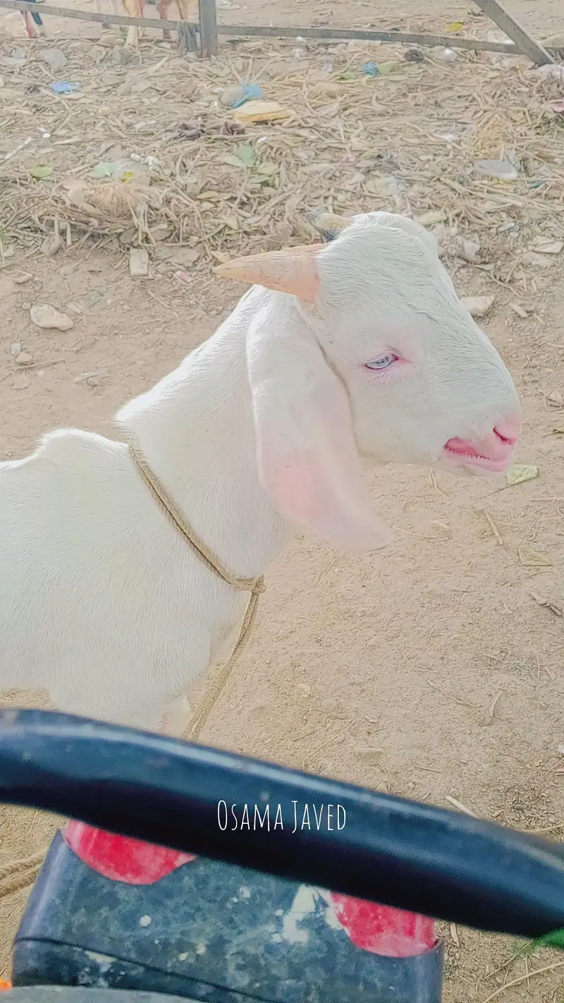 gulabi tapra white eyes ma — photo 2