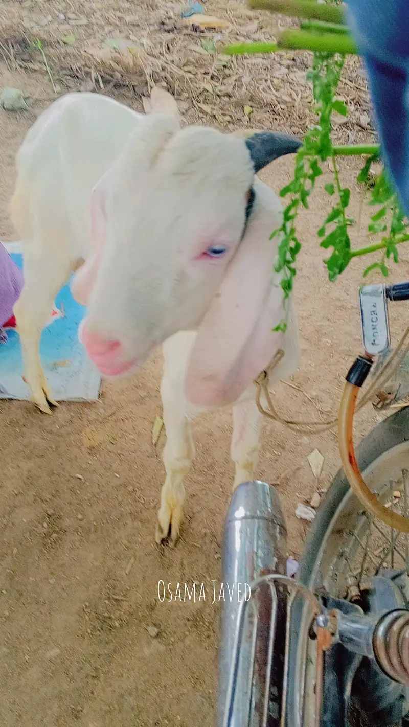 gulabi tapra white eyes ma — photo 3