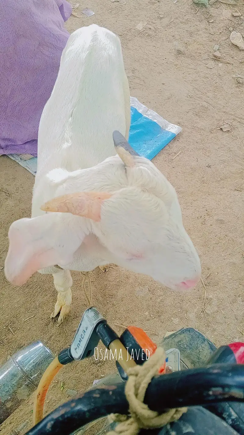 gulabi tapra white eyes ma — photo 4