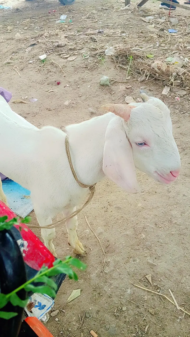 gulabi tapra white eyes ma — photo 5
