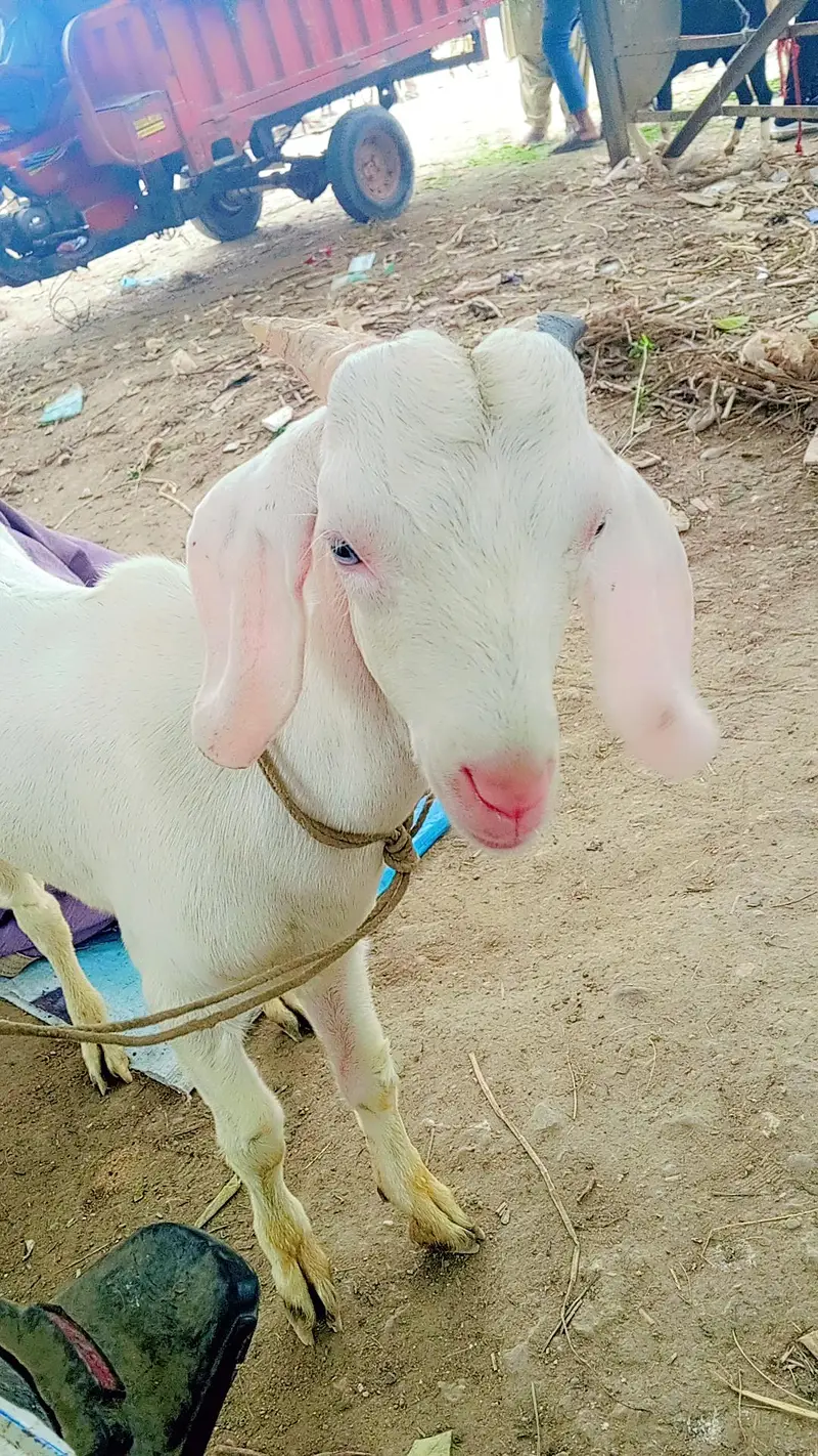 gulabi tapra white eyes ma — photo 6