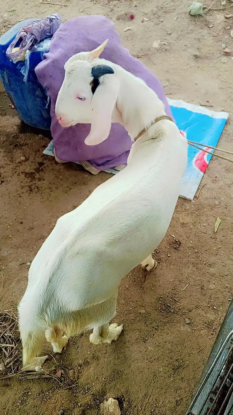 gulabi tapra white eyes ma — photo 7