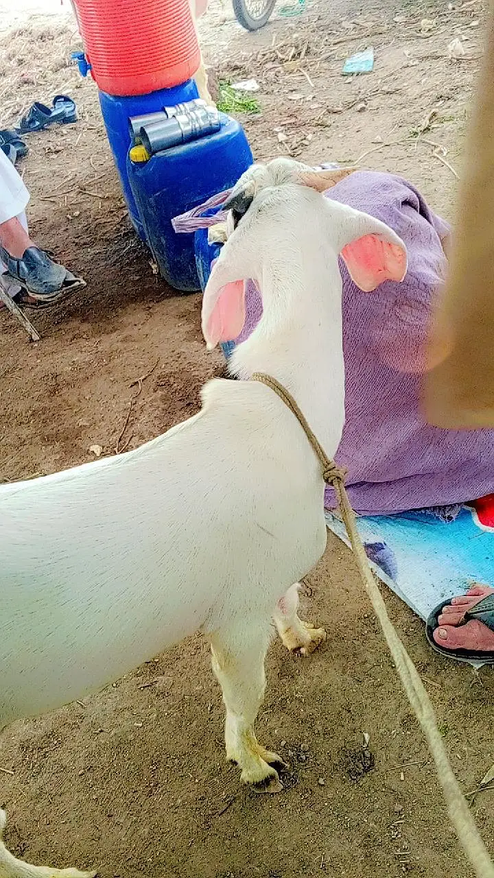 gulabi tapra white eyes ma — photo 8