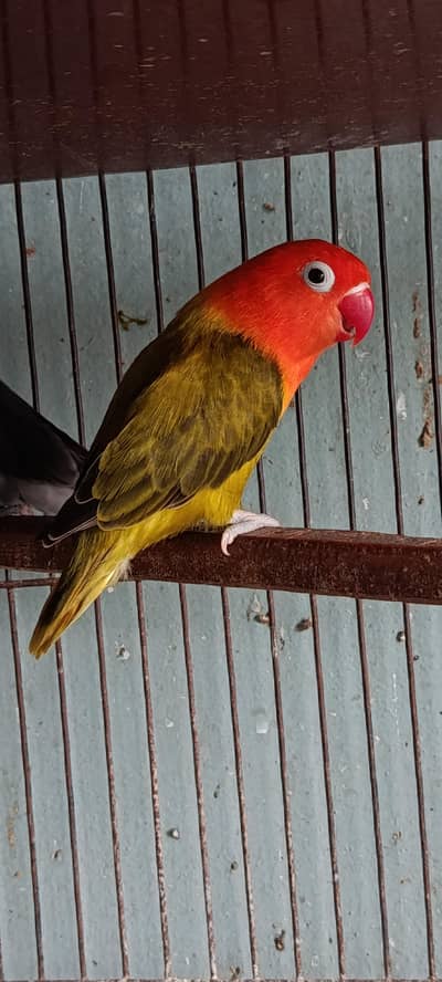 all setup for sale  9 love birds  with full 4 portion cage