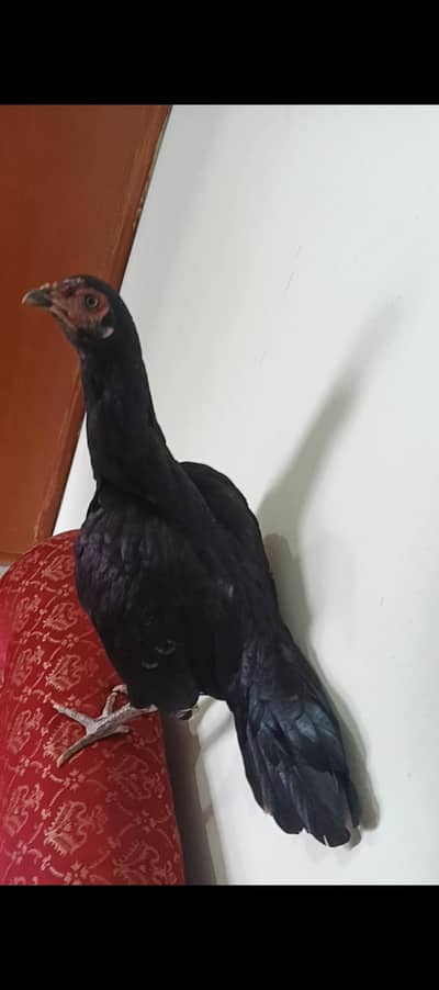 black lasani pathi home breed