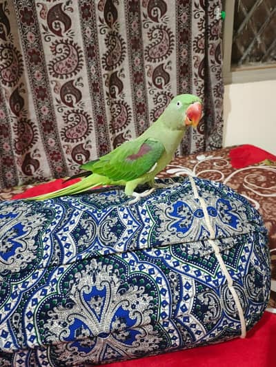 sale Raw parrot