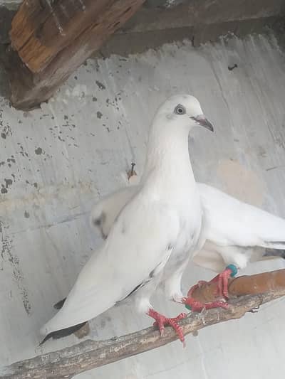 best quality pigeons