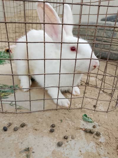 Rabbit white Male (FREE)