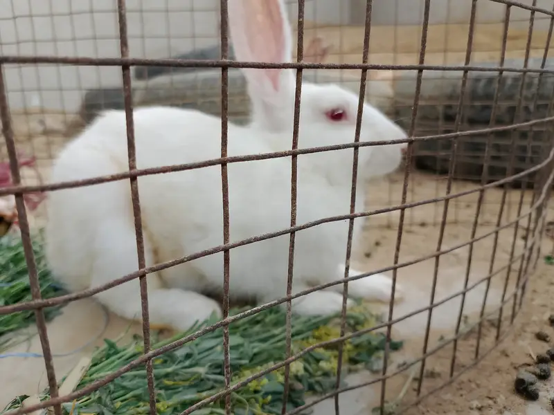 Rabbit white Male (FREE) — photo 2