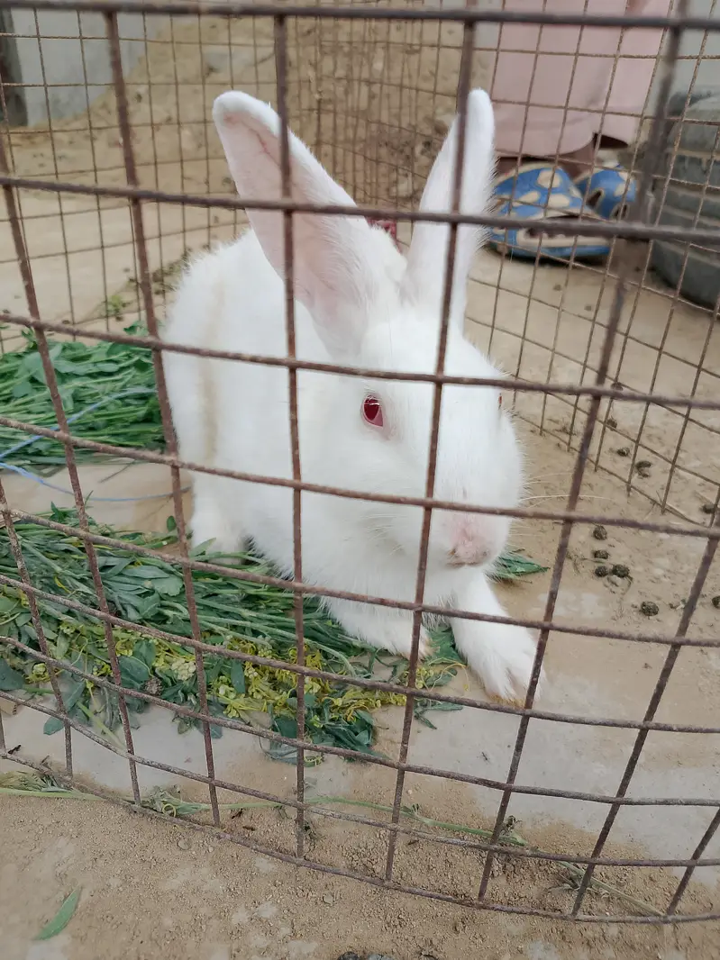 Rabbit white Male (FREE) — photo 3