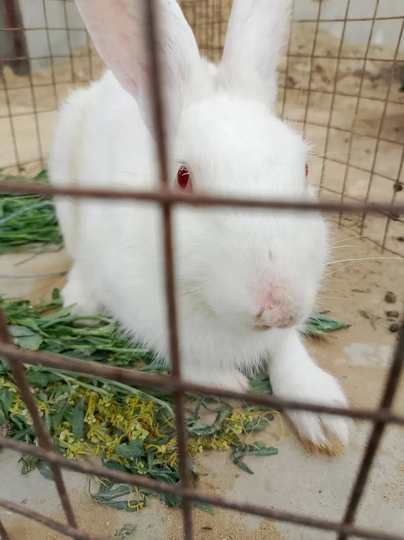Rabbit white Male (FREE) — photo 4