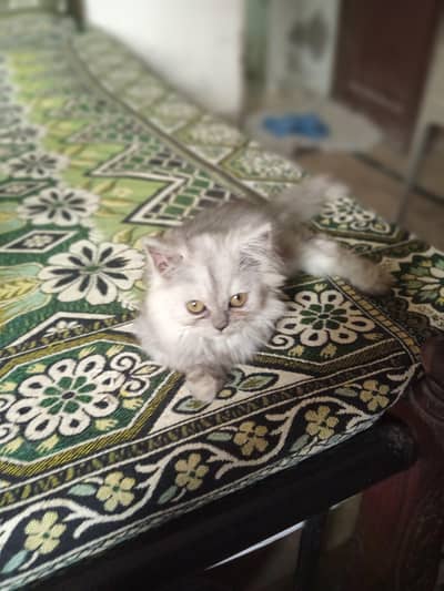 Persian Triple Coated Grey Female Kitten for Sale