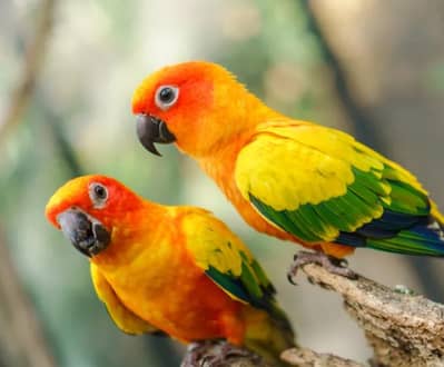 sunconure breeder pair available 03174373497
