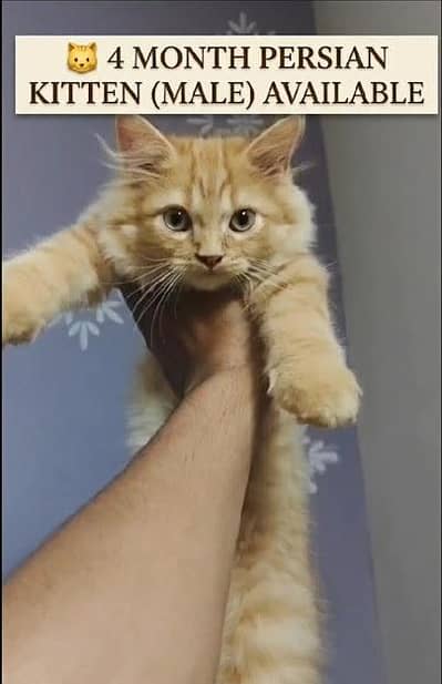  Persian Kitten for Sale 